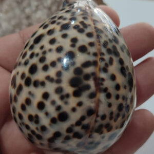 Deniz Kabuğu Cypraea Tigris Dekoratif Kütle