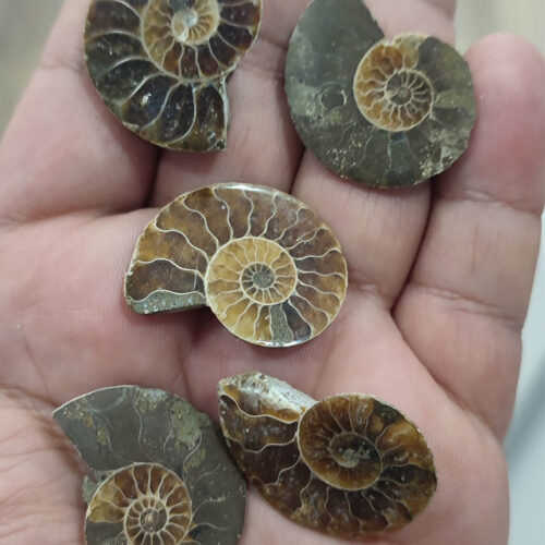 Amonit Fosili Polisajlı