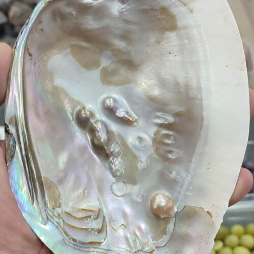 Sedef İncili Deniz Kabuğu