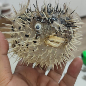 Dikenli Balon Balığı Tamamen Natural