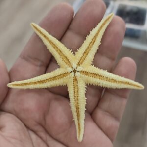 Flip Yıldız ( Deniz Yıldızı ) Orjinal