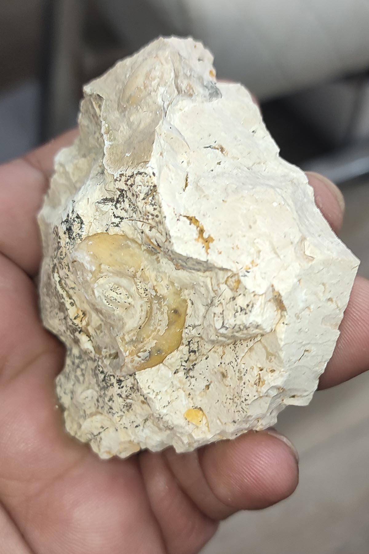 Salyangoz Fosili Doğaltaş Ham İşlenmemiş Dekoratif Kütle 135 gr - Görsel 3