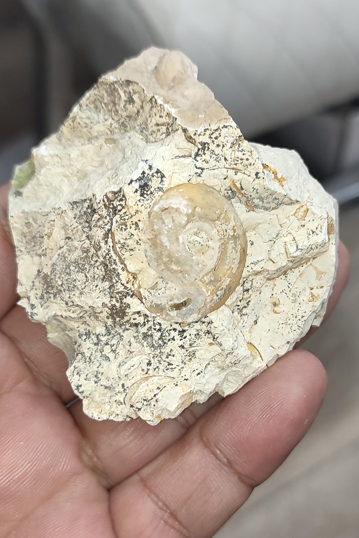 Salyangoz Fosili Doğaltaş Ham İşlenmemiş Dekoratif Kütle 135 gr