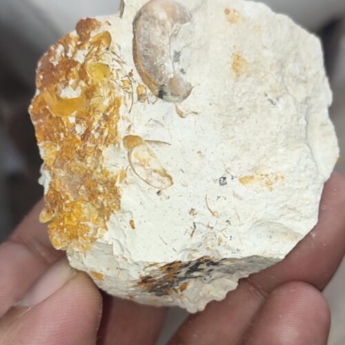 Salyangoz Fosili Doğaltaş Ham İşlenmemiş  Dekoratif Kütle 161 gr