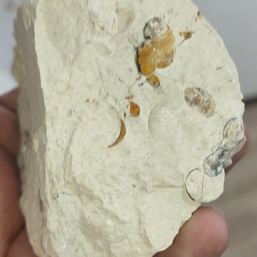 Salyangoz Fosili Doğaltaş Ham İşlenmemiş  Dekoratif Kütle 411 gr