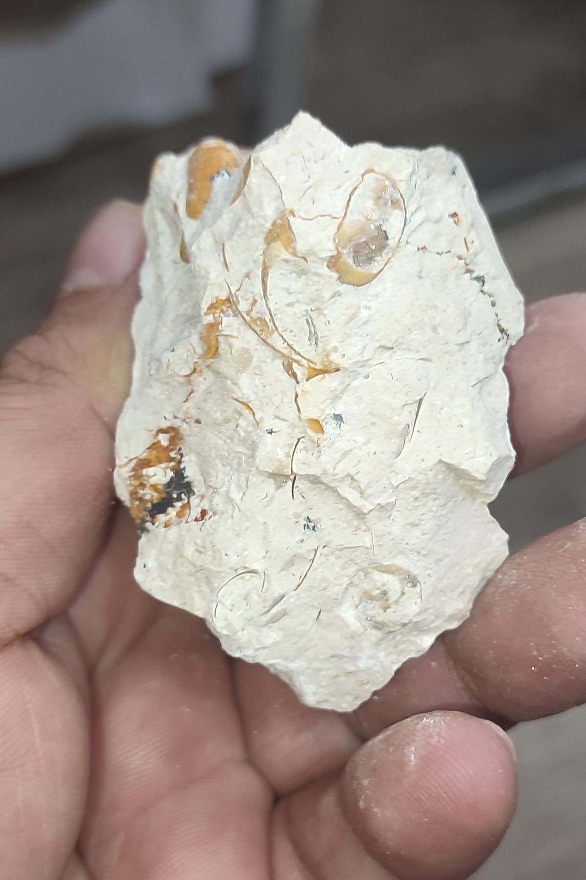 Salyangoz Fosili Doğaltaş Ham İşlenmemiş Dekoratif Kütle 112 gr - Görsel 2