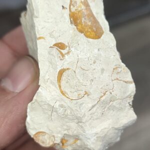 Salyangoz Fosili Doğaltaş Ham İşlenmemiş  Dekoratif Kütle 112 gr