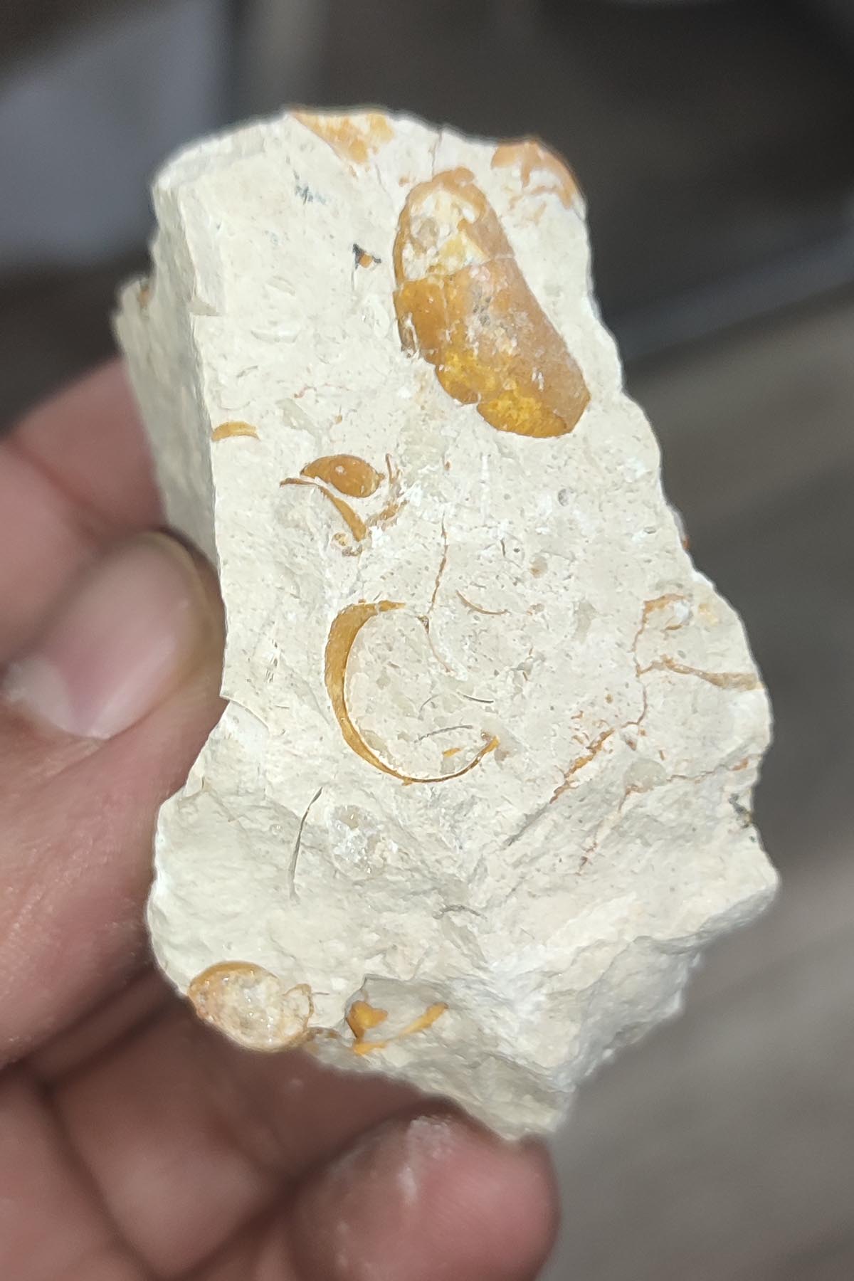 Salyangoz Fosili Doğaltaş Ham İşlenmemiş Dekoratif Kütle 112 gr