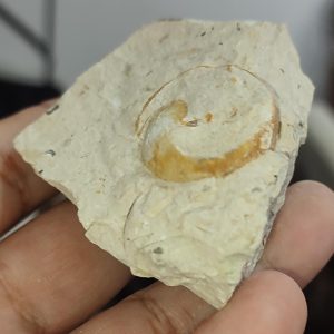 Salyangoz Fosili Doğaltaş Ham İşlenmemiş  Dekoratif Kütle 139 gr
