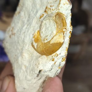 Salyangoz Fosili Doğaltaş Ham İşlenmemiş  Dekoratif Kütle 140 gr