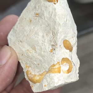 Salyangoz Fosili Doğaltaş Ham İşlenmemiş  Dekoratif Kütle 169 gr