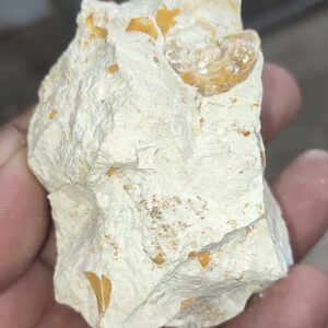 Salyangoz Fosili Doğaltaş Ham İşlenmemiş  Dekoratif Kütle 171 gr