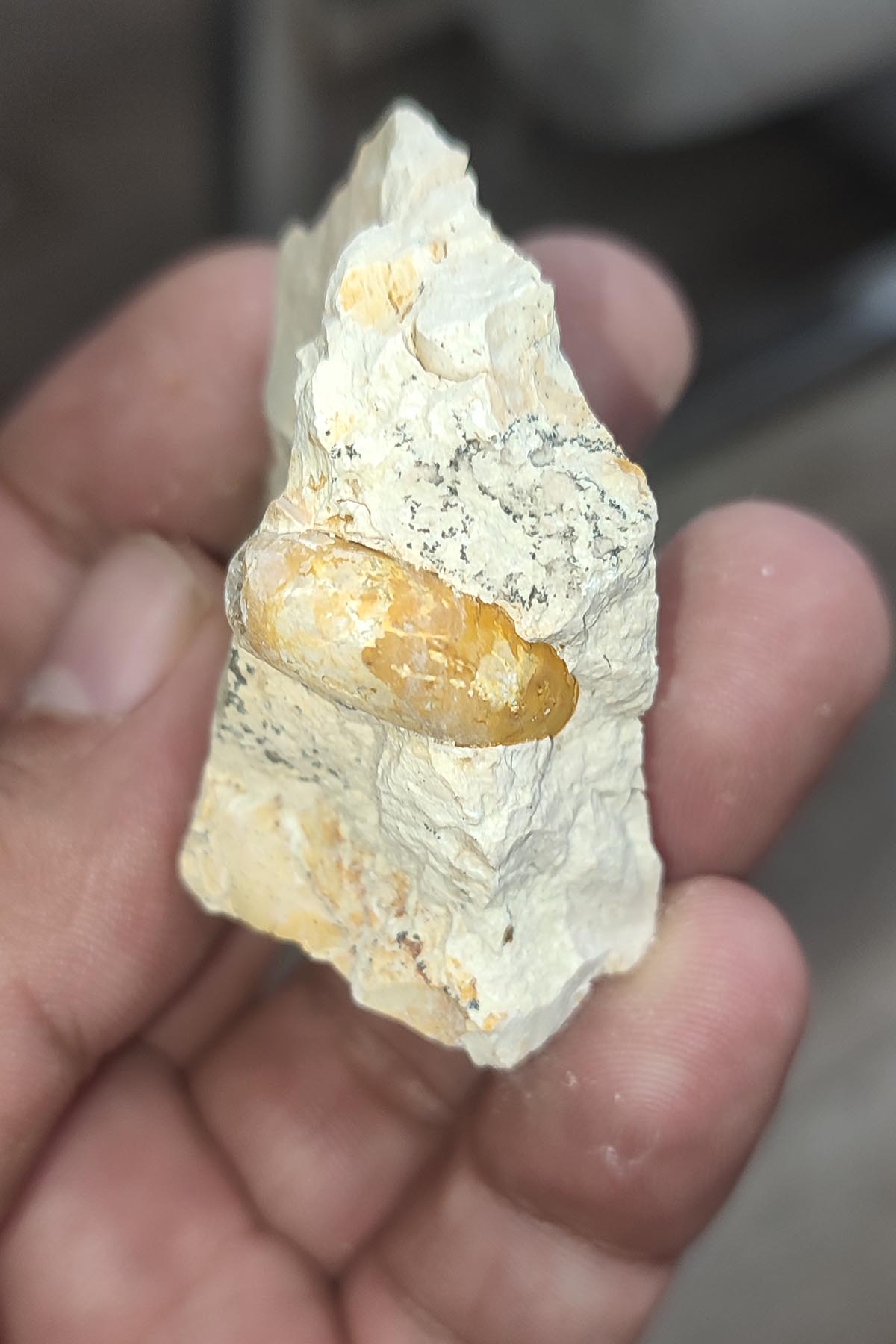 Salyangoz Fosili Doğaltaş Ham İşlenmemiş Dekoratif Kütle 42 gr - Görsel 2