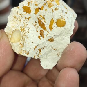 Salyangoz Fosili  Doğaltaş Ham İşlenmemiş  Dekoratif Kütle 70 gr