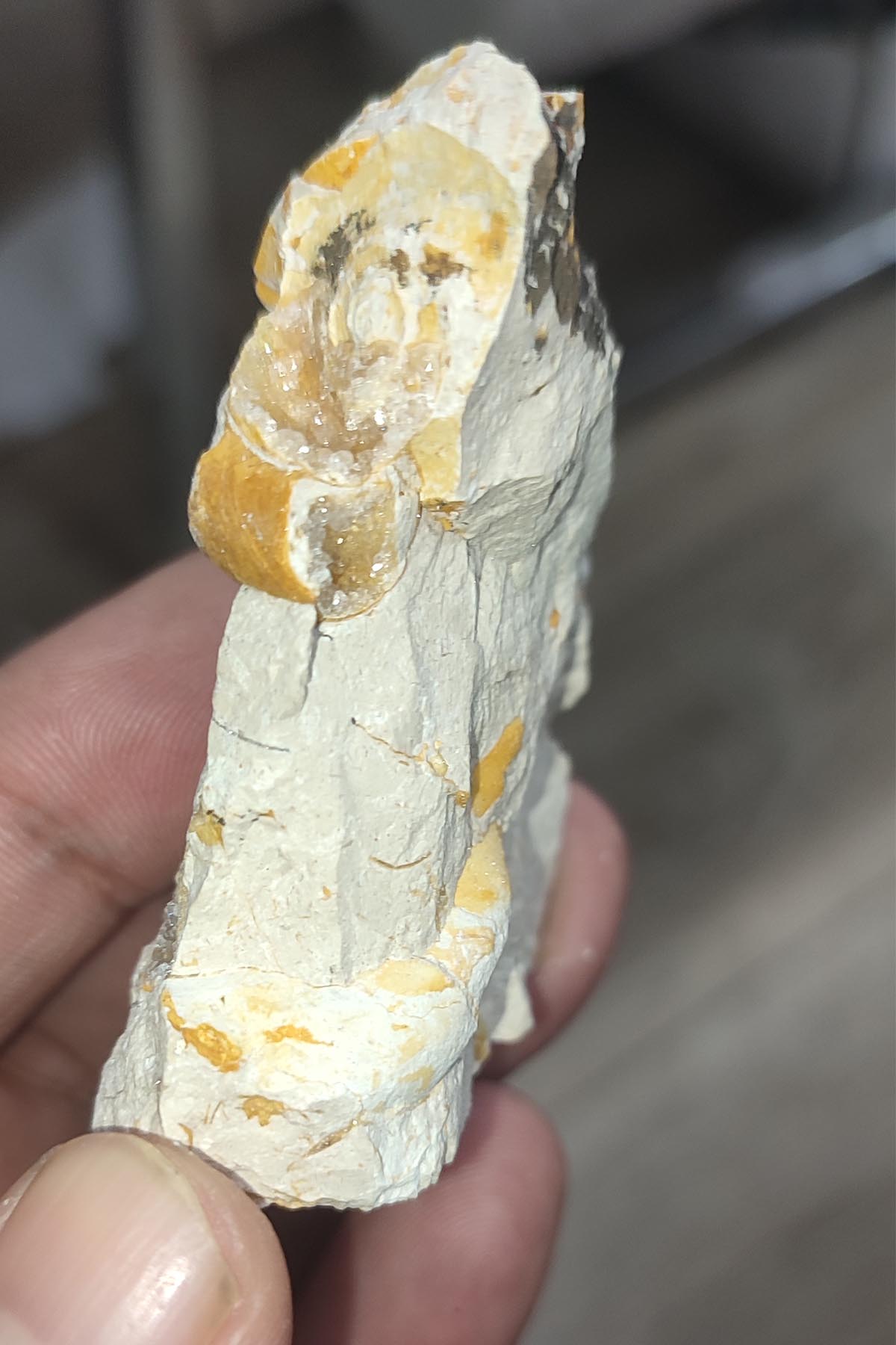 Salyangoz Fosili Doğaltaş Ham İşlenmemiş Dekoratif Kütle 75 gr - Görsel 3