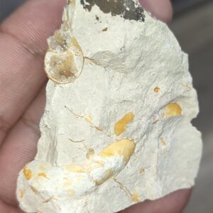 Salyangoz Fosili Doğaltaş Ham İşlenmemiş  Dekoratif Kütle 75 gr