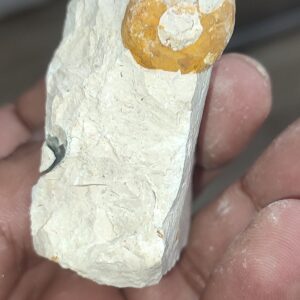 Salyangoz Fosili Doğaltaş Ham İşlenmemiş  Dekoratif Kütle 76 gr