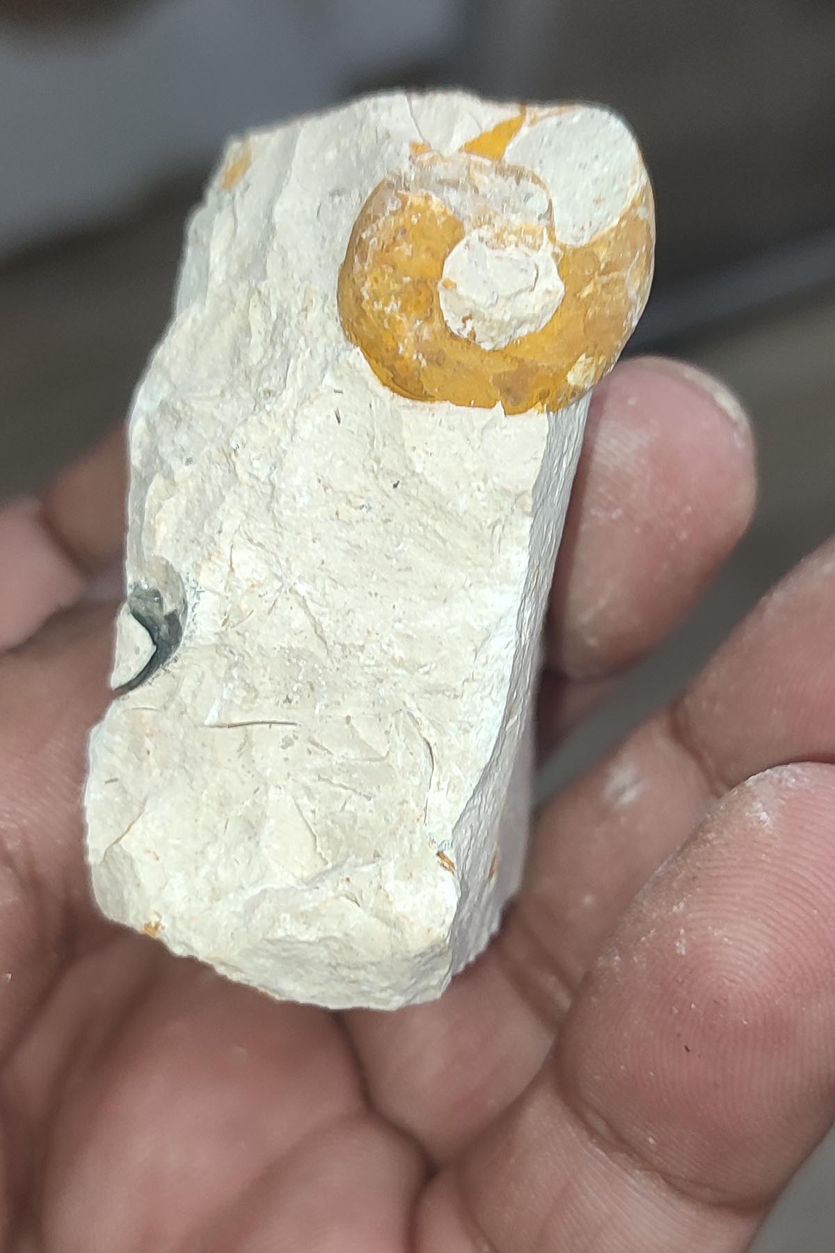 Salyangoz Fosili Doğaltaş Ham İşlenmemiş Dekoratif Kütle 76 gr