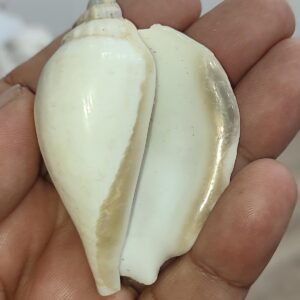 Strombus Epidormis Natural Deniz Kabuğu 1 adet