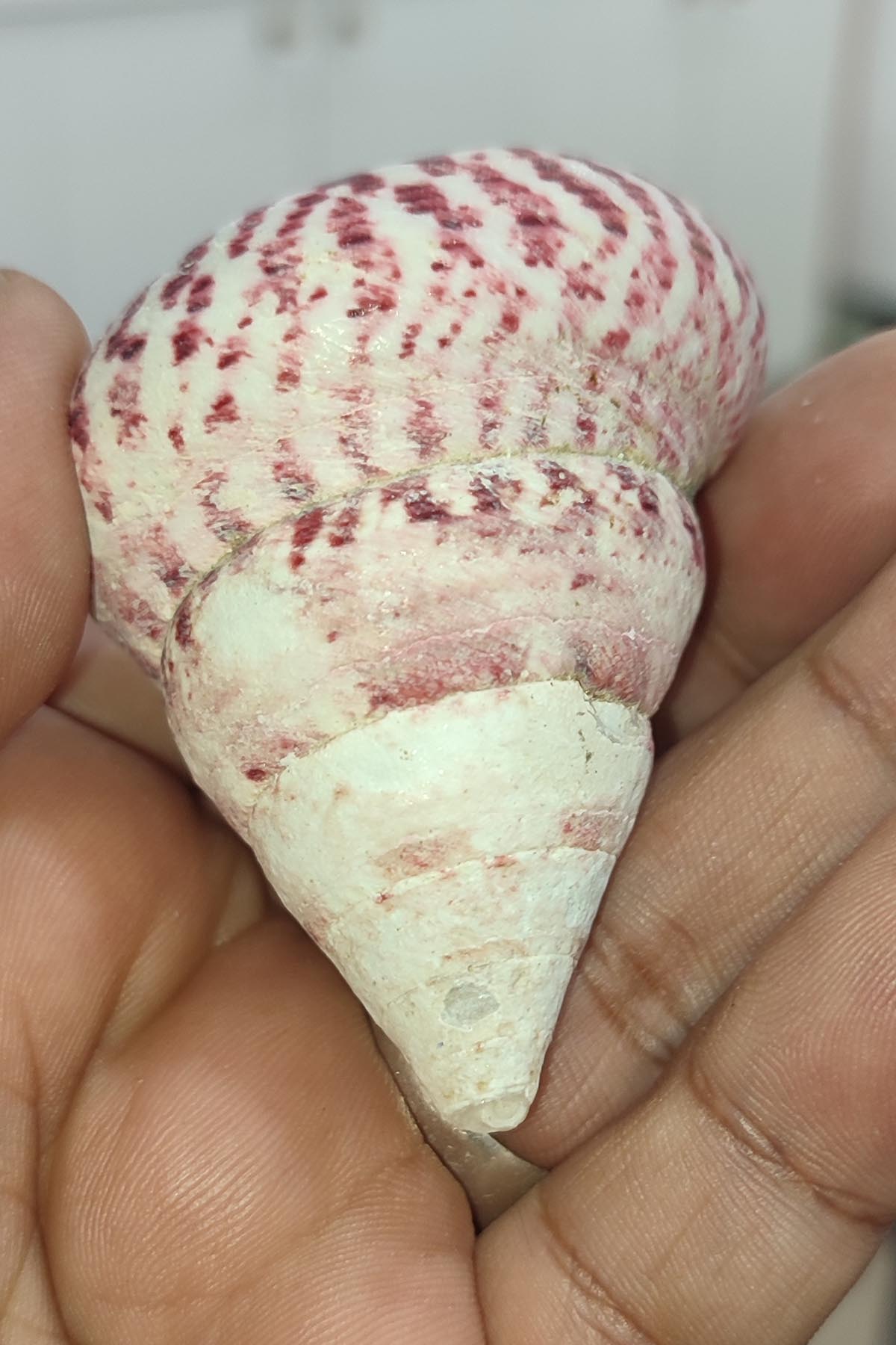 Troca Strawberry Natural Deniz Kabuğu 1 adet - Görsel 2