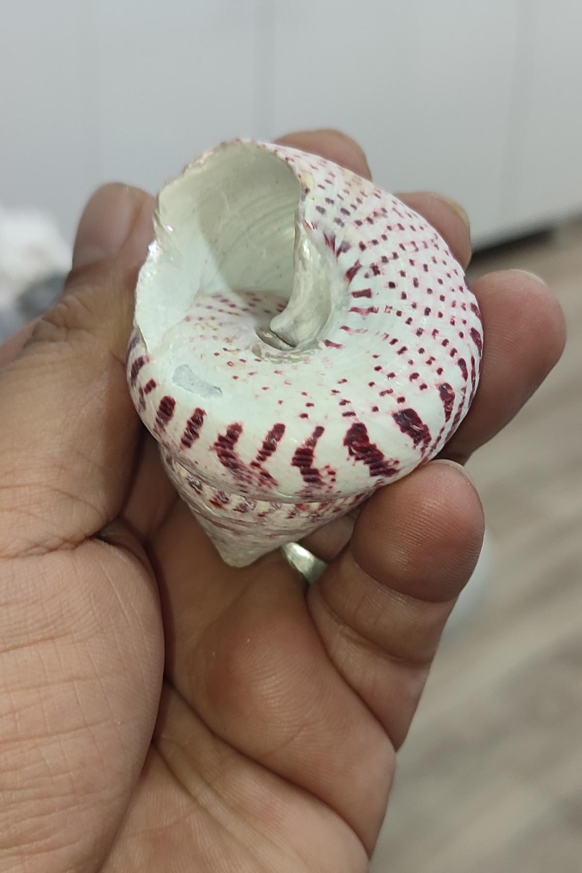 Troca Strawberry Natural Deniz Kabuğu 1 adet - Görsel 3