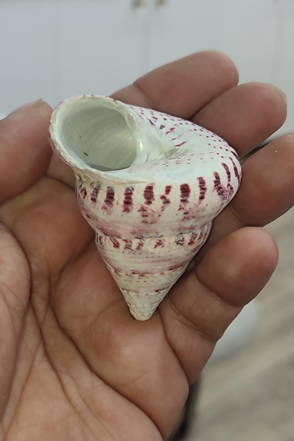 Troca Strawberry Natural Deniz Kabuğu 1 adet