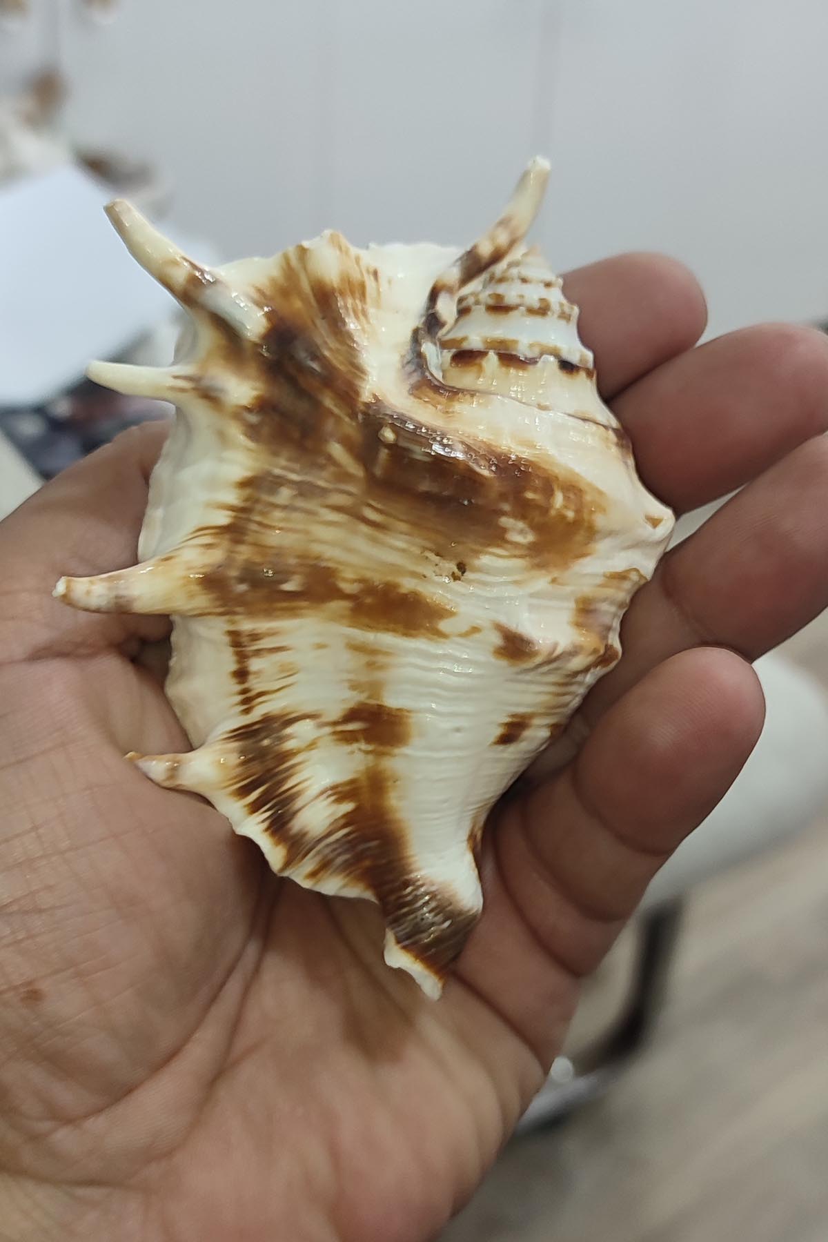 Lambis Lambis Natural Deniz Kabuğu 1 Adet - Görsel 2