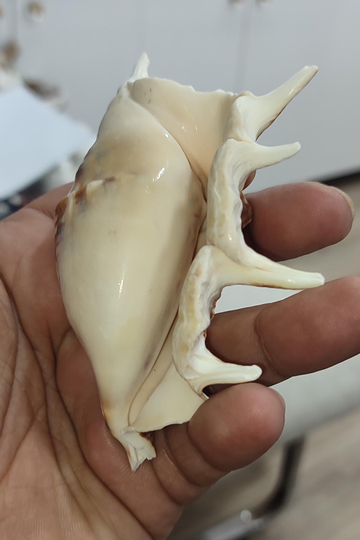 Lambis Lambis Natural Deniz Kabuğu 1 Adet - Görsel 3