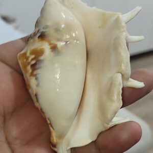 Lambis Lambis Natural Deniz Kabuğu 1 Adet