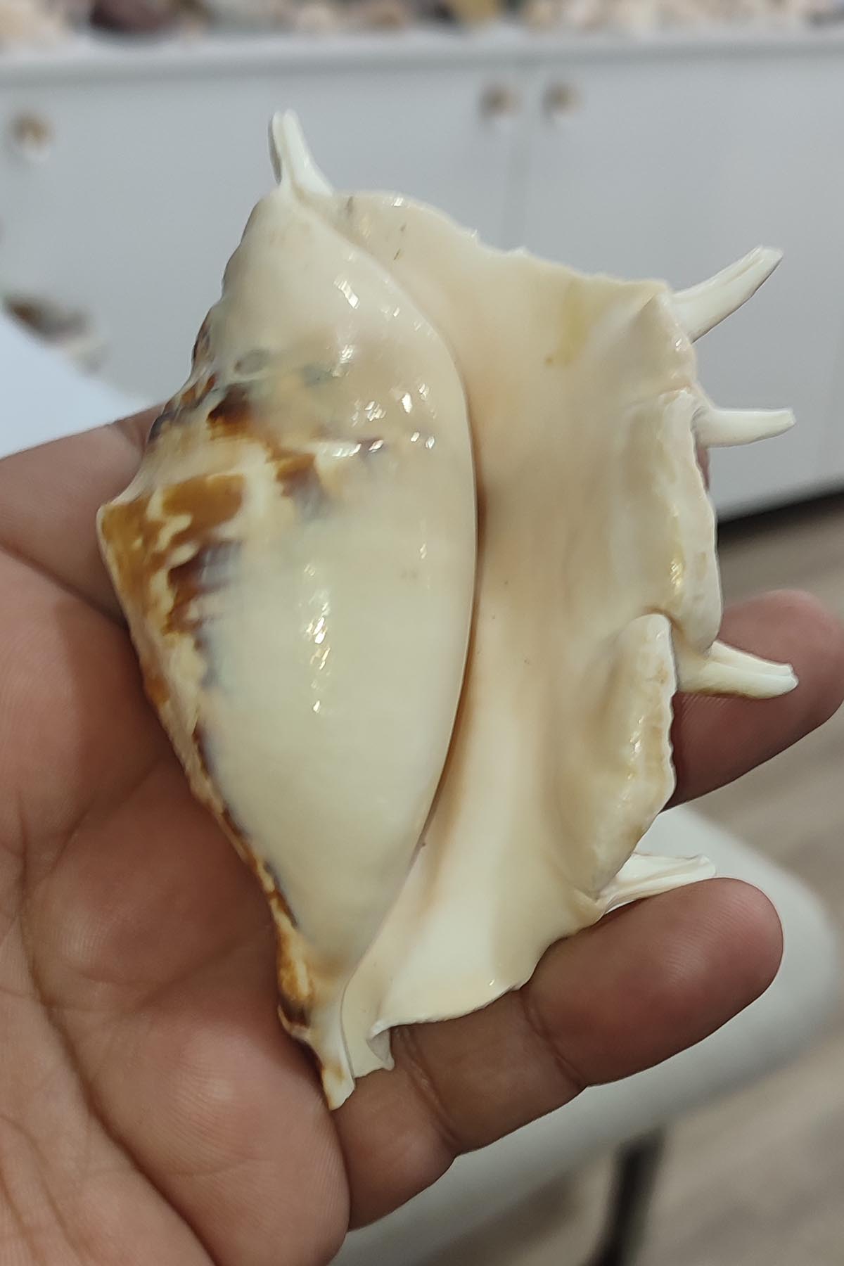 Lambis Lambis Natural Deniz Kabuğu 1 Adet