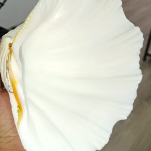 Chına Clam Koleksiyonluk Deniz Kabuğu