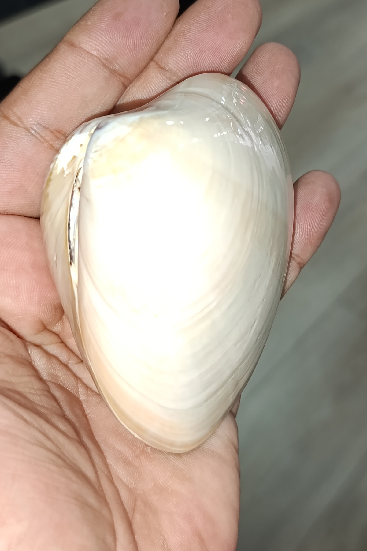 Chocolate Clam Koleksiyonluk Deniz Kabuğu - Görsel 2