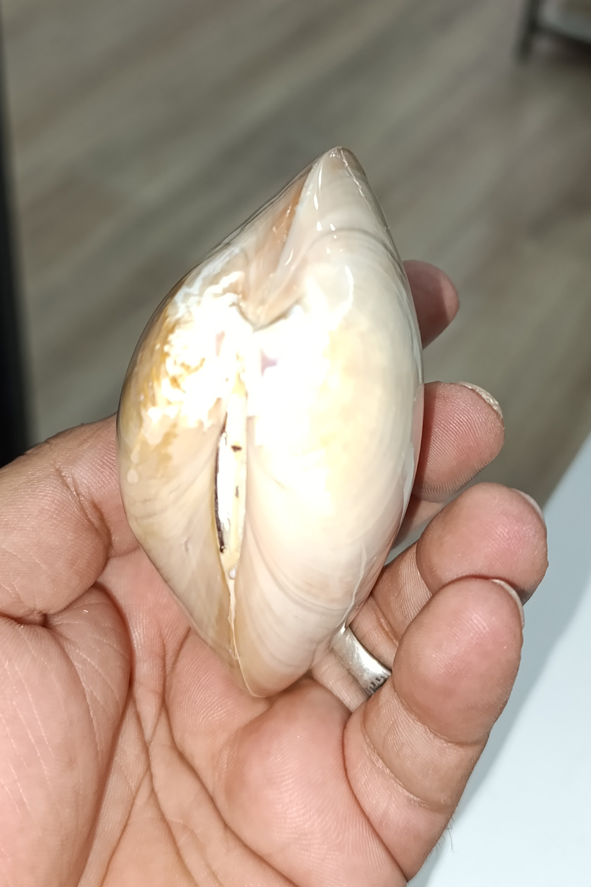 Chocolate Clam Koleksiyonluk Deniz Kabuğu - Görsel 3