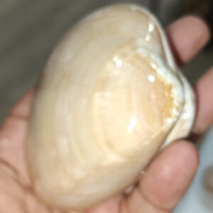 Chocolate Clam Koleksiyonluk Deniz Kabuğu