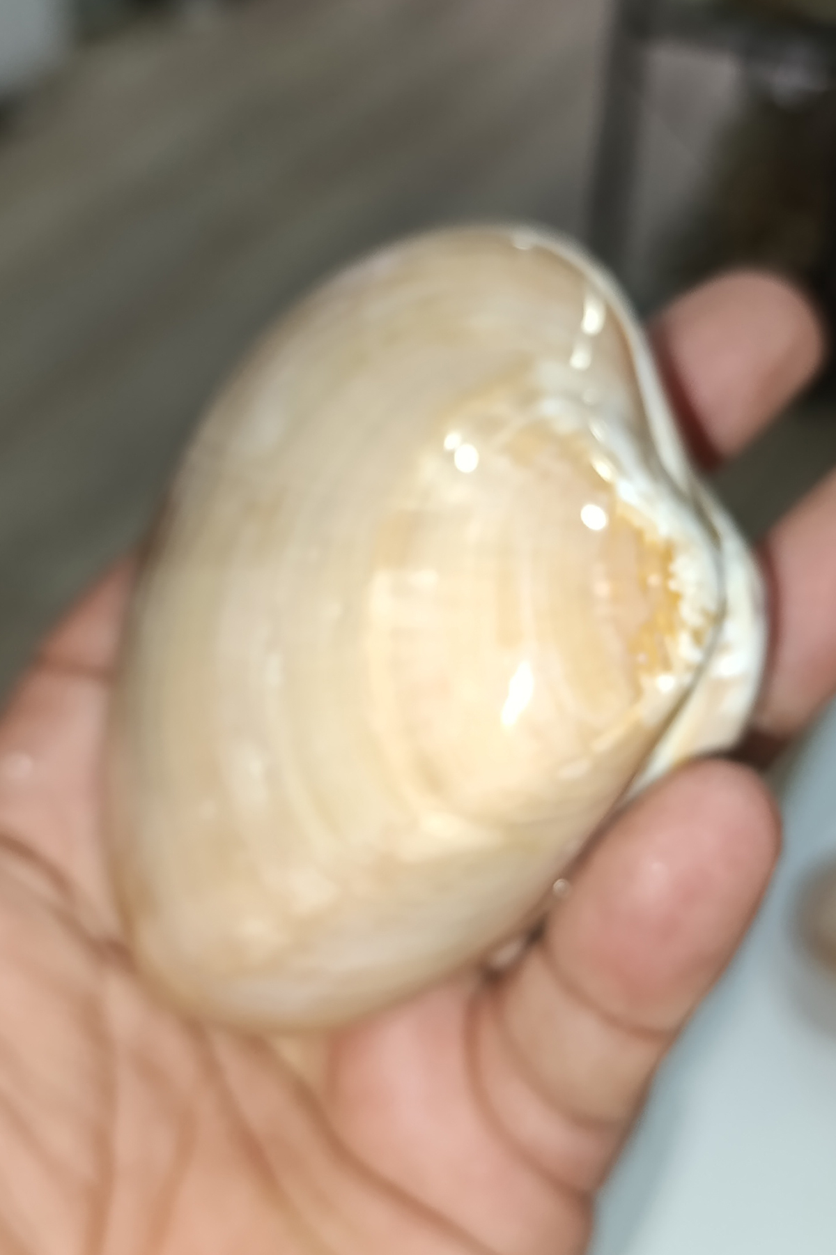 Chocolate Clam Koleksiyonluk Deniz Kabuğu