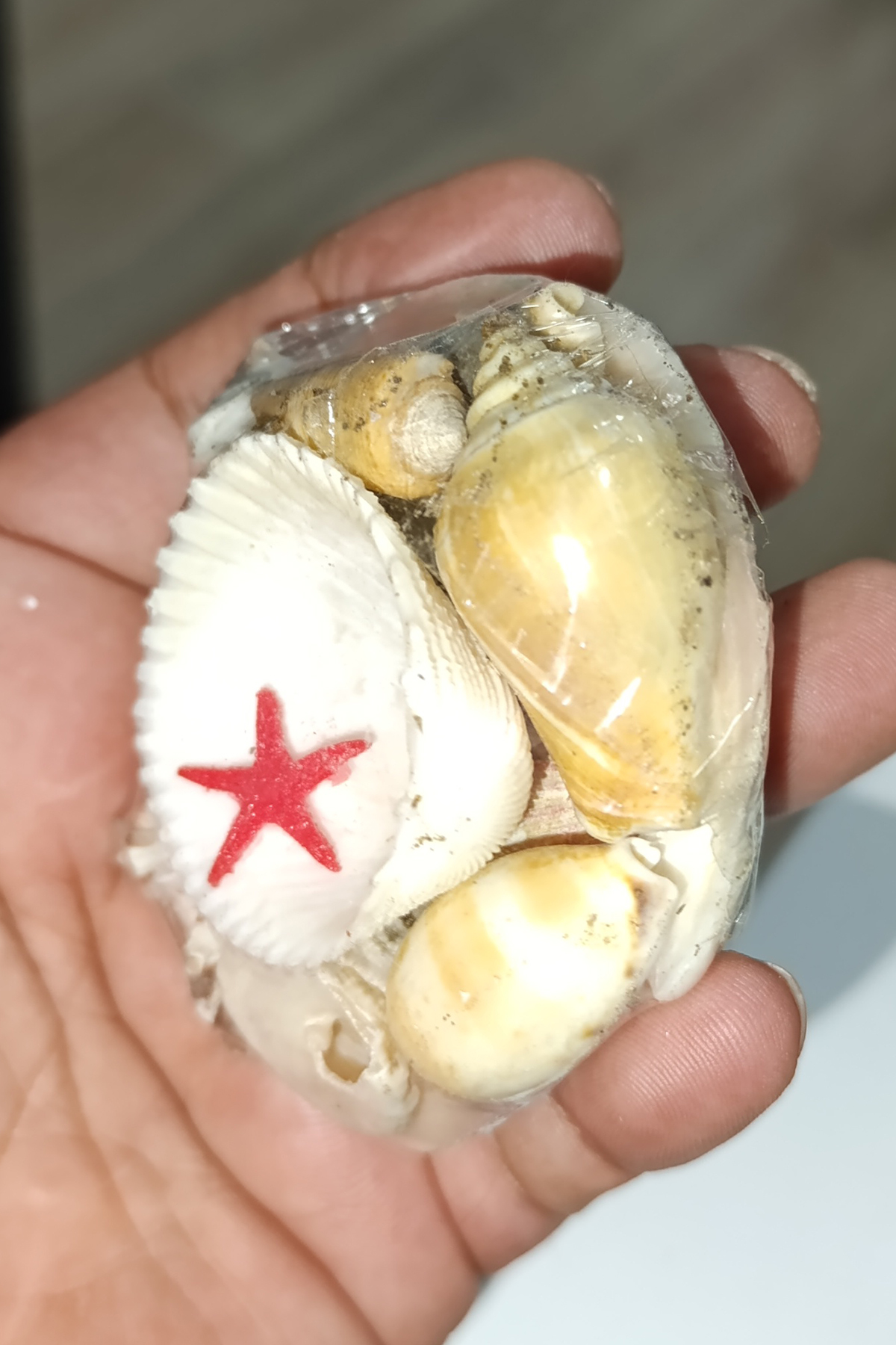 Codakia Kabuk Seti Deniz Kabuğu Seti Küçük Boy - Görsel 3