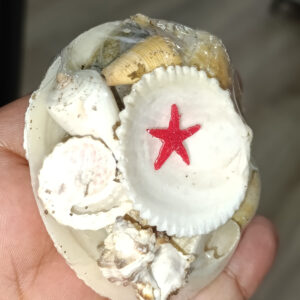 Codakia Kabuk Seti Deniz Kabuğu Seti Küçük Boy