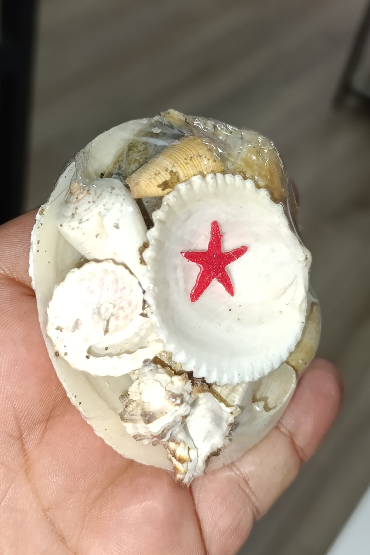Codakia Kabuk Seti Deniz Kabuğu Seti Küçük Boy