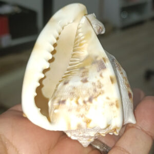 Carsis Cornuta Deniz Kabuğu 8 cm