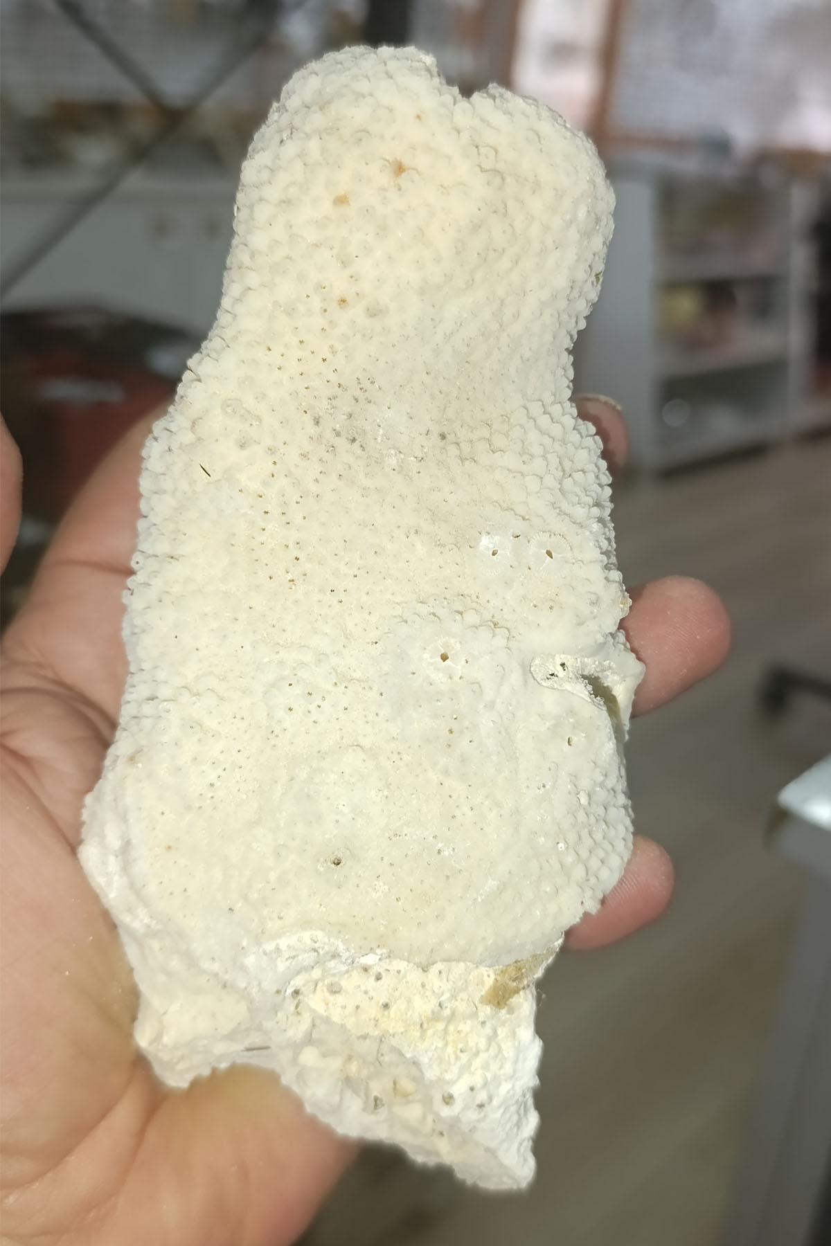Catspo Beyaz Mercan Orjinal Dekoratif Kütle 368 Gr