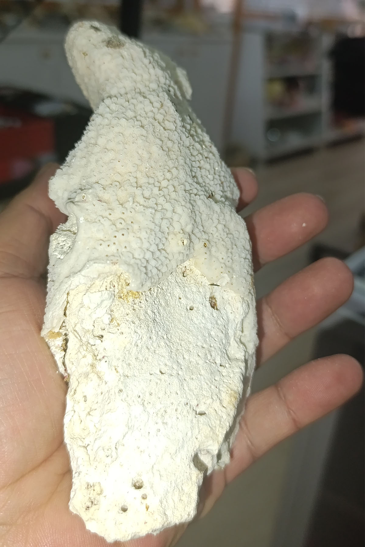 Catspo Beyaz Mercan Orjinal Dekoratif Kütle 368 Gr - Görsel 2