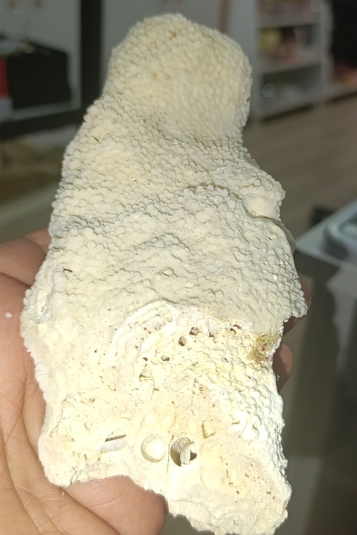 Catspo Beyaz Mercan Orjinal Dekoratif Kütle 368 Gr - Görsel 3