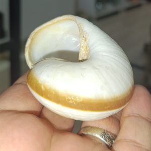 Kara Salyangozu Kabuğu  Dekoratif 8 cm