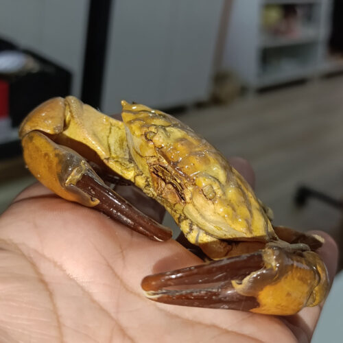 Orjinal Gerçek Kurutulmuş Yengeç