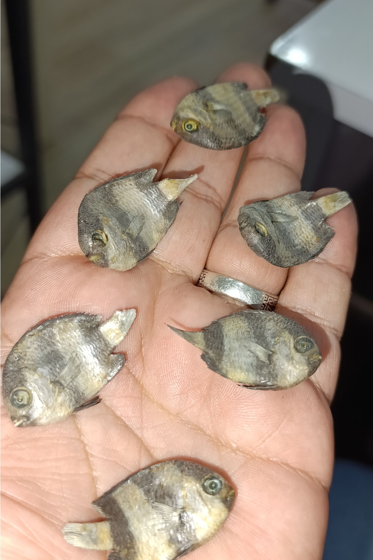 Orjinal kurutulmuş Manta Balığı 2,5 cm