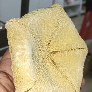 Deniz Yıldızı  ( Cryptasterina Pentagona ) Kabuk Dekoratif Obje