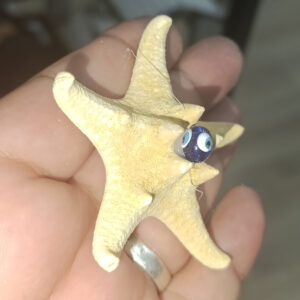 Gerçek Dikenli  Deniz Yıldızı Magnet