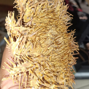 Orjinal Deniz Yıldızı ( Crown of Thorns )