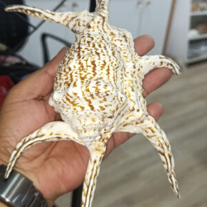 Lambis Chıragra Dev Deniz Kabuğu