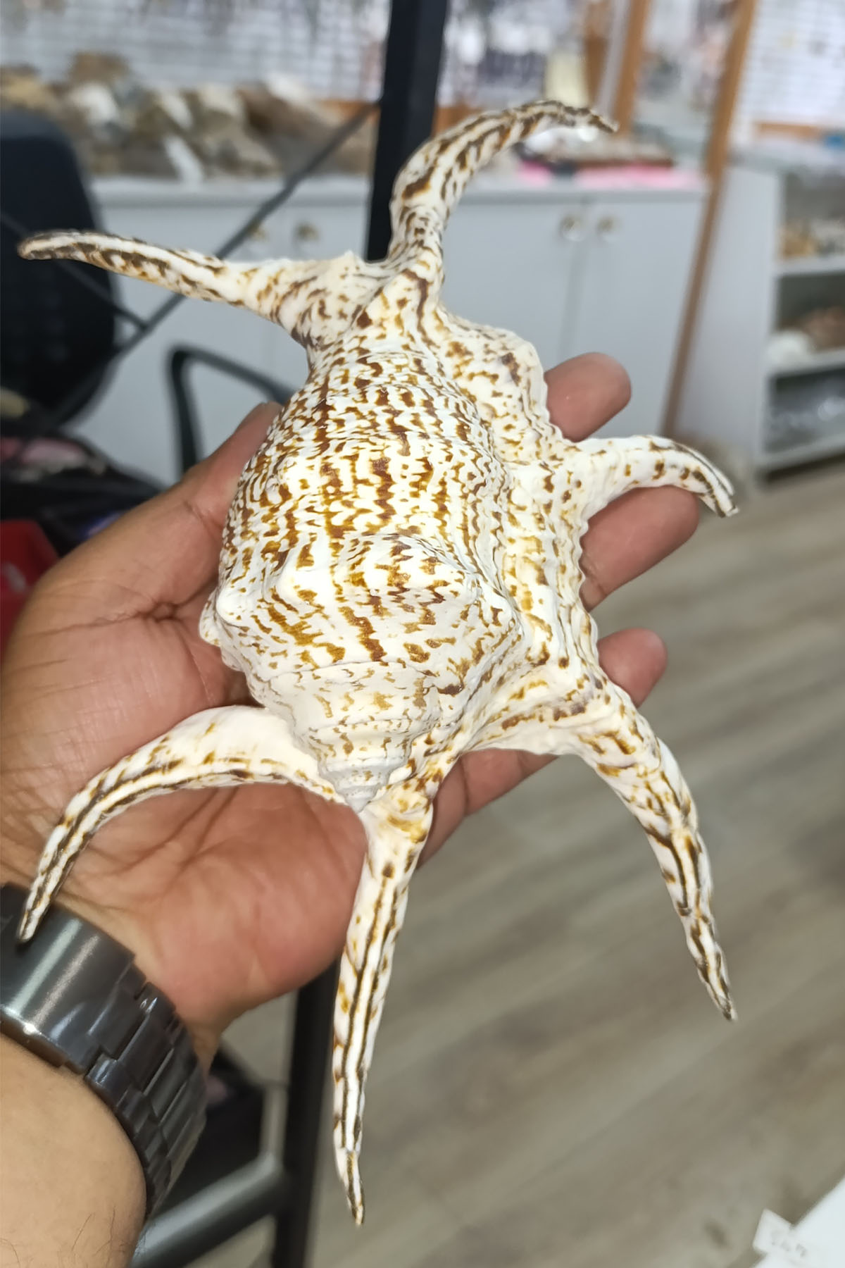 Lambis Chıragra Dev Deniz Kabuğu